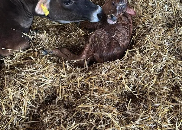 Winkelfeldhof Daire Eglfing