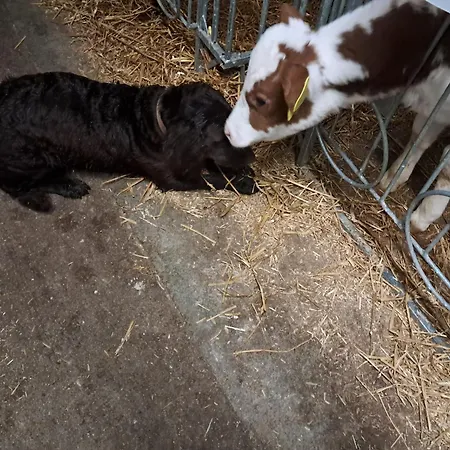 Winkelfeldhof Apartment